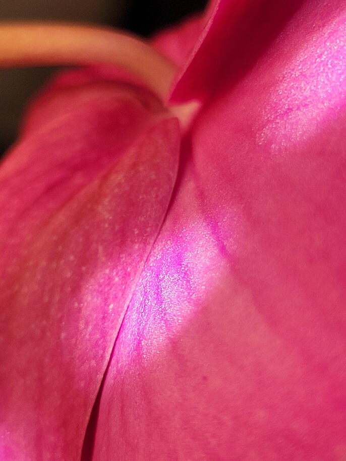 Photograph A close-up of an orchid
